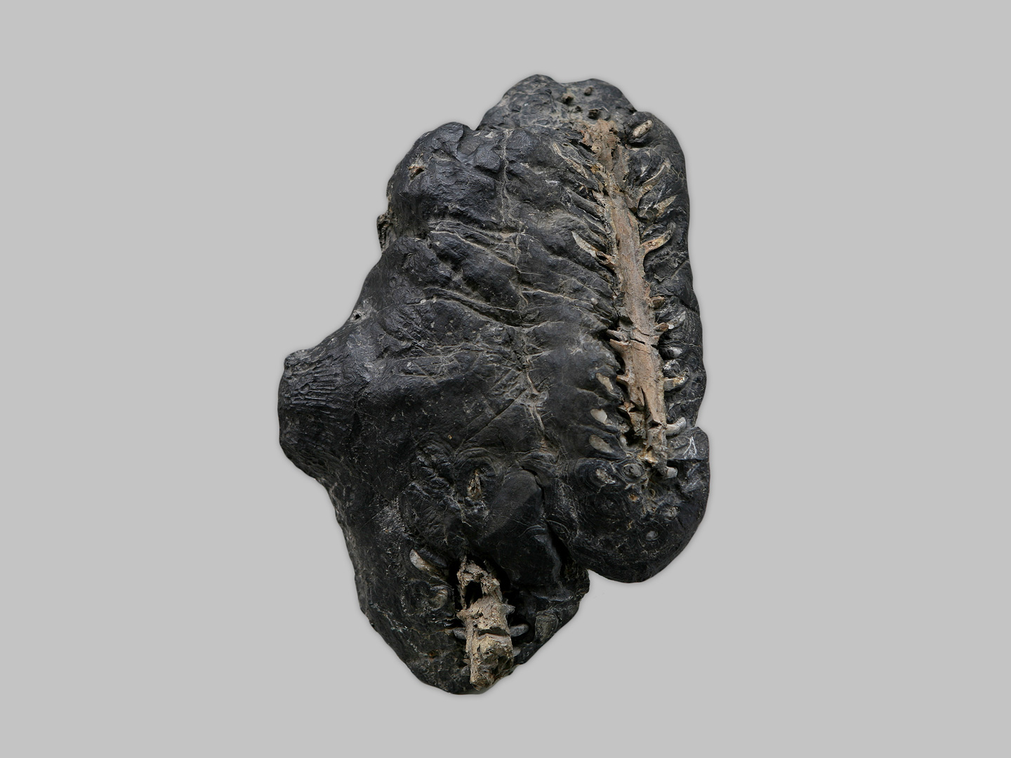 Uno dei reperti fossili di Cassinisia orobica