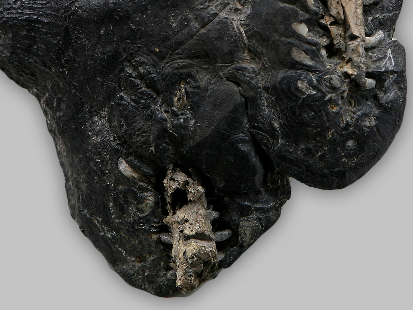 Esemplare fossile di Cassinisia orobica, particolare