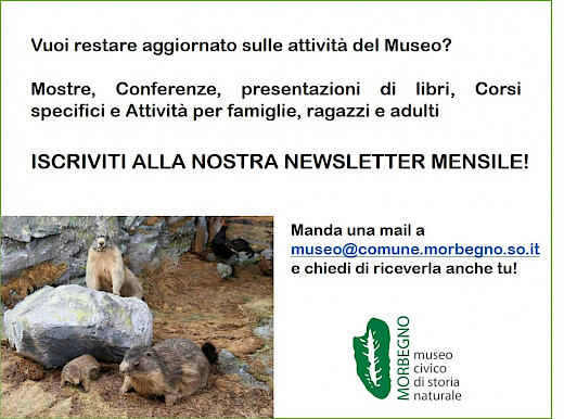 Newsletter del Museo